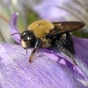 Bee and Flower