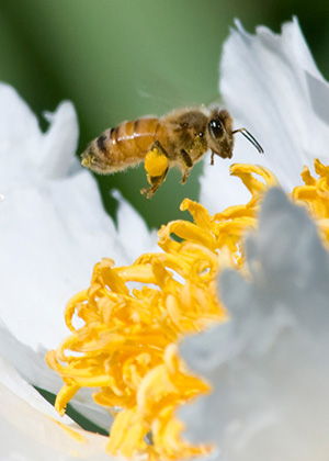 Bee Pollinating