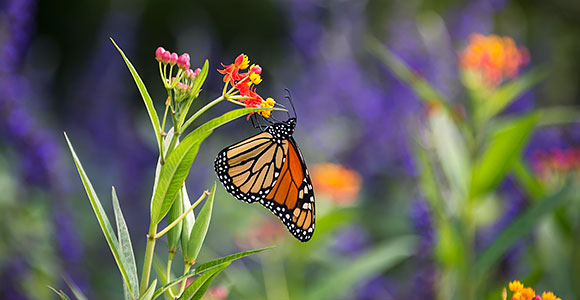 monarch butterfly