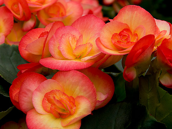 begonias