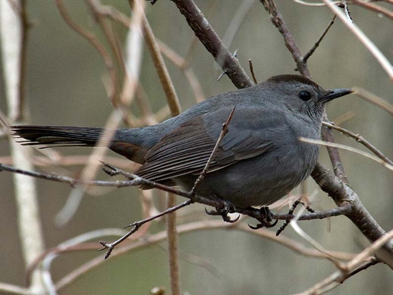 Catbird Gray Chicago Botanic Garden