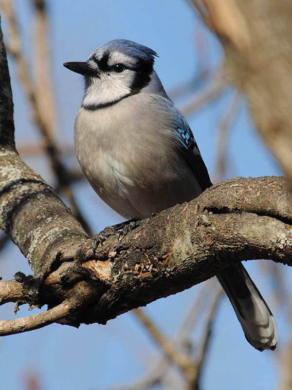 Jay Blue Chicago Botanic Garden