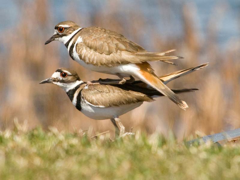 Killdeer*** | Chicago Botanic Garden