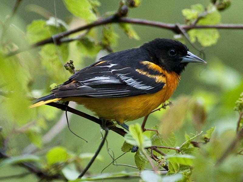 Baltimore Oriole