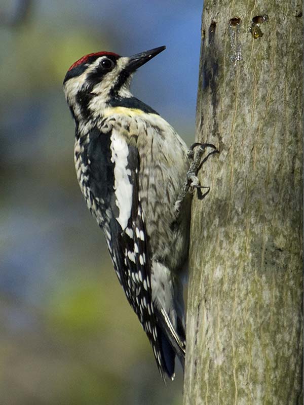 Sapsucker, Yellow-bellied | Chicago Botanic Garden