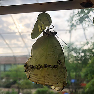 white morpho (Morpho polyphemus) 