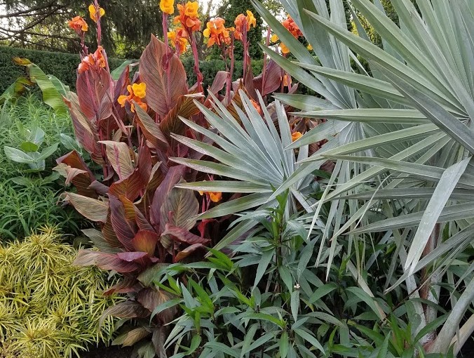 Tropical Plants