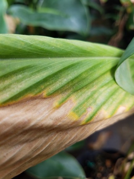 Spider mite damage