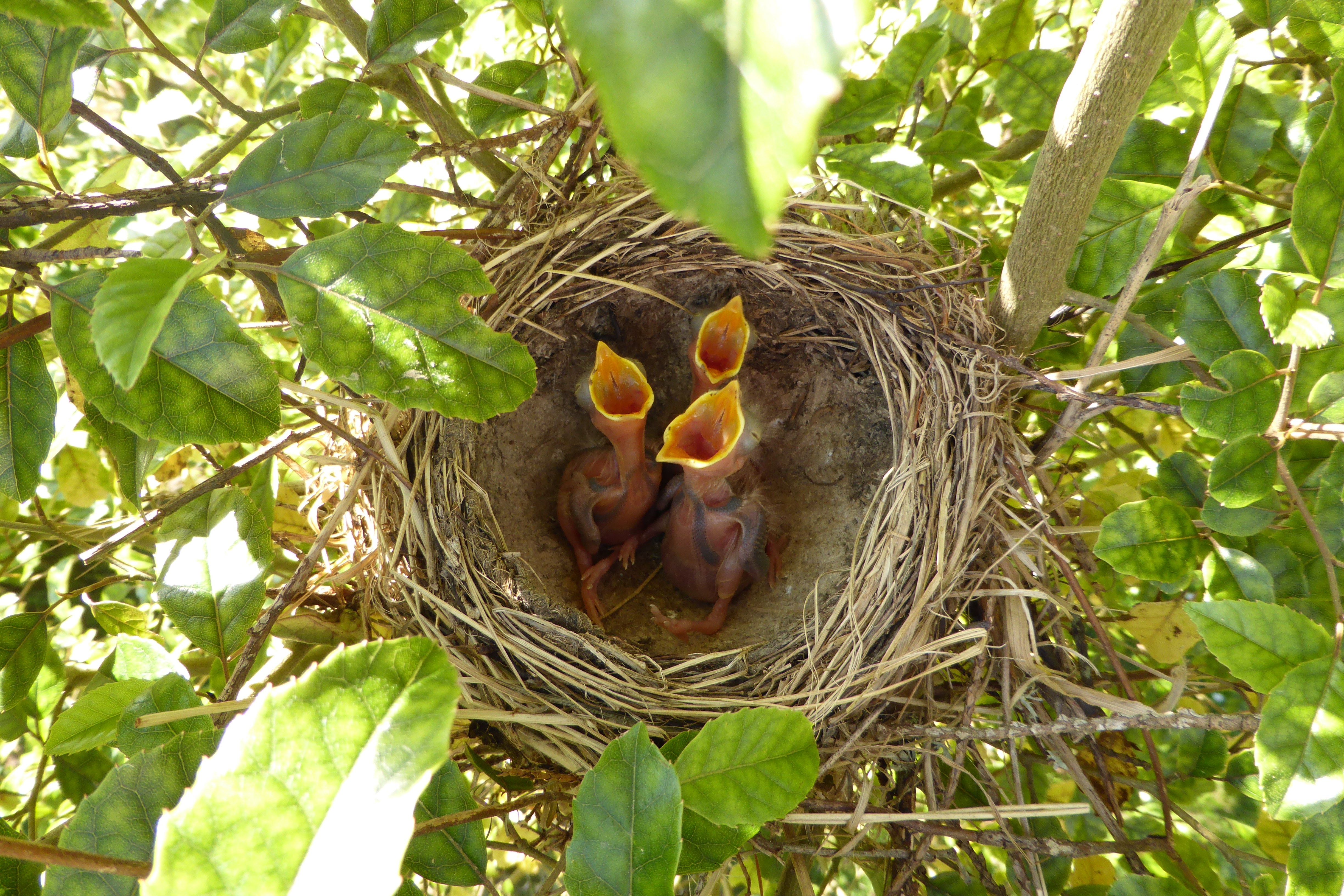 Baby Robins