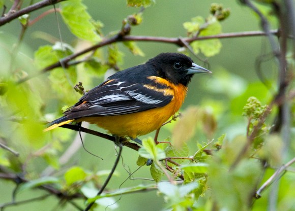 Baltimore Oriole: Suburban Garden Songster