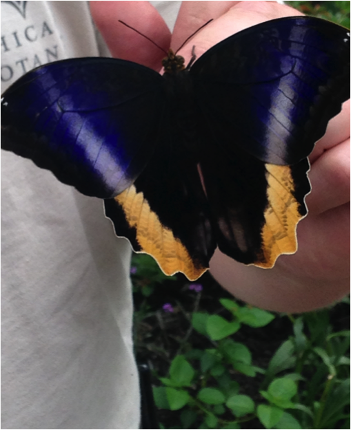 Caligo Atreus