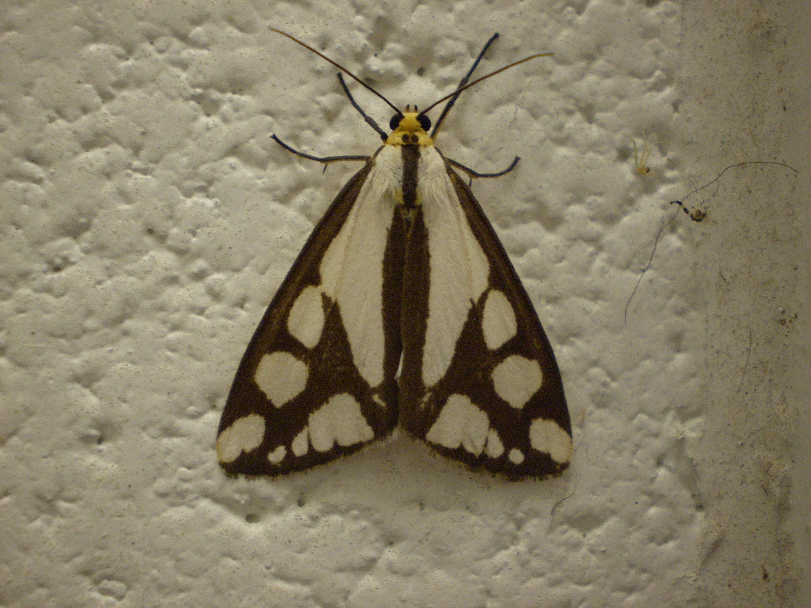 Colona Moth Haploa Colona