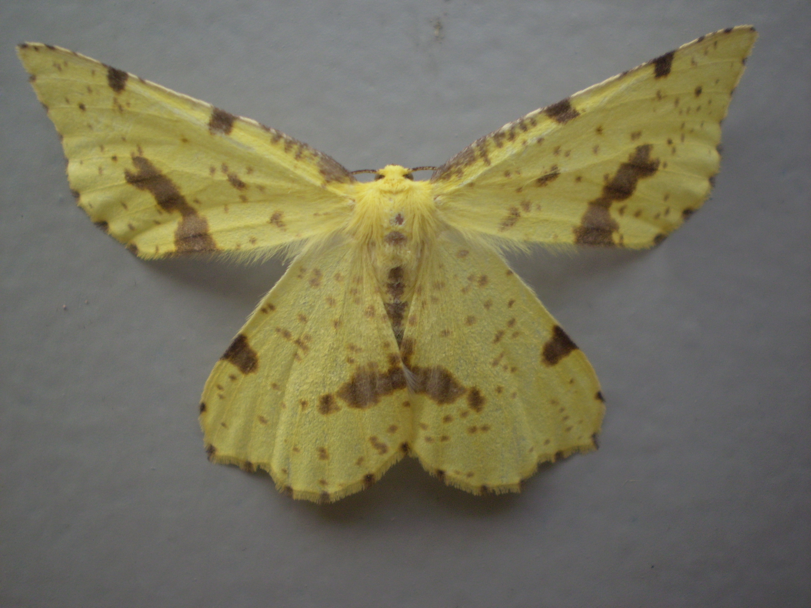 Crocus Geometer Xanthotype Urticaria