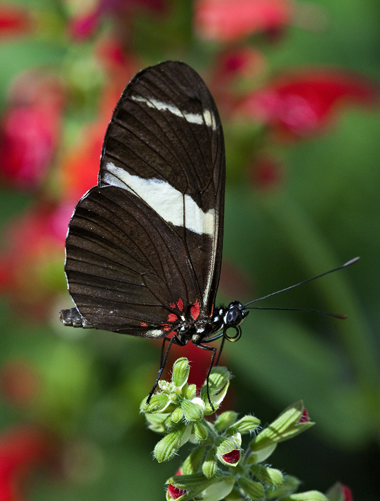 dfgdfg  Butterfly photos, Insect photography, Beautiful butterflies