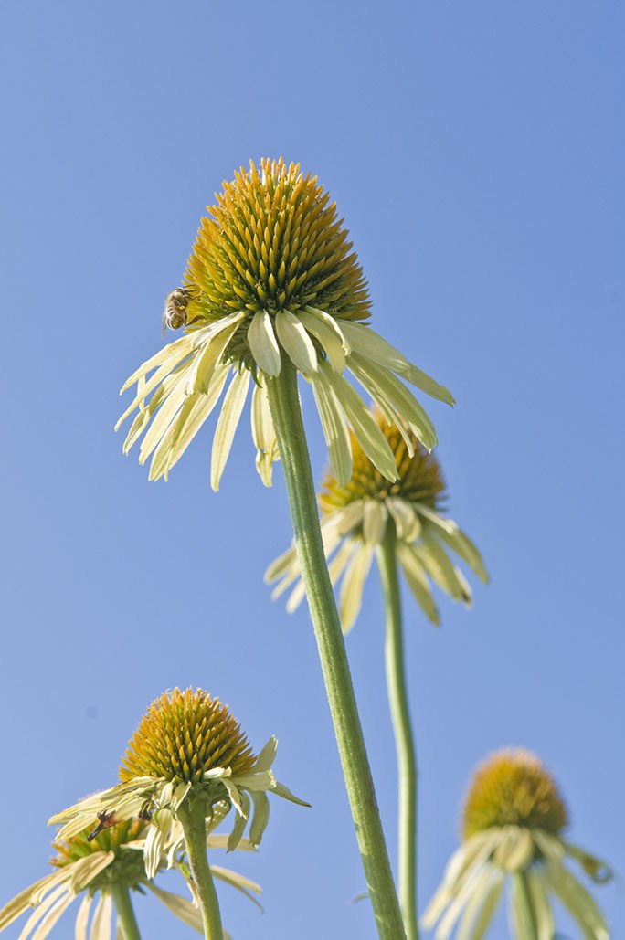 Coneflowers