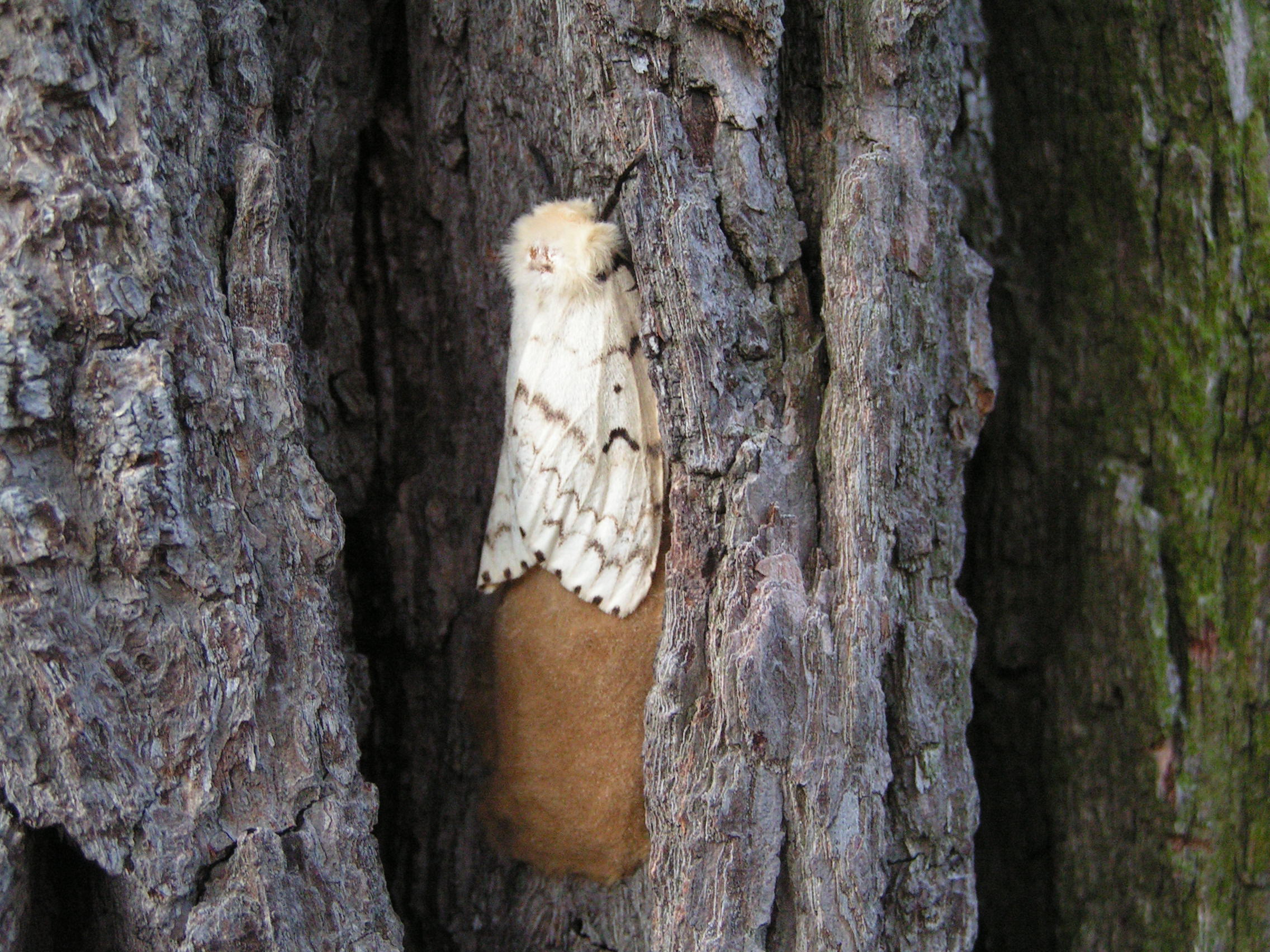 Female Gypsy Moth Lymantria Dispar
