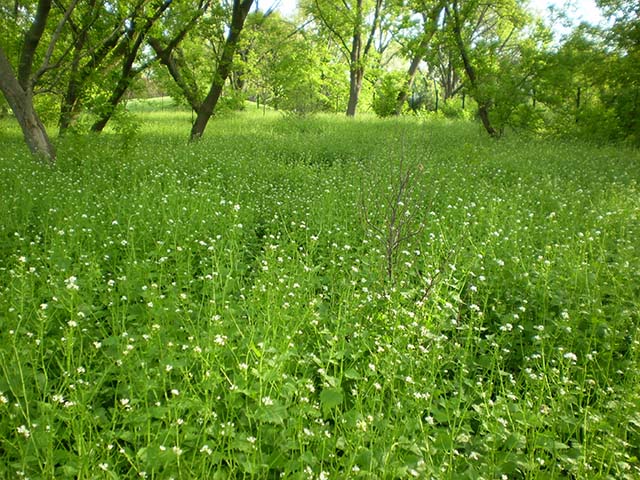 Image of Garlic mustard field