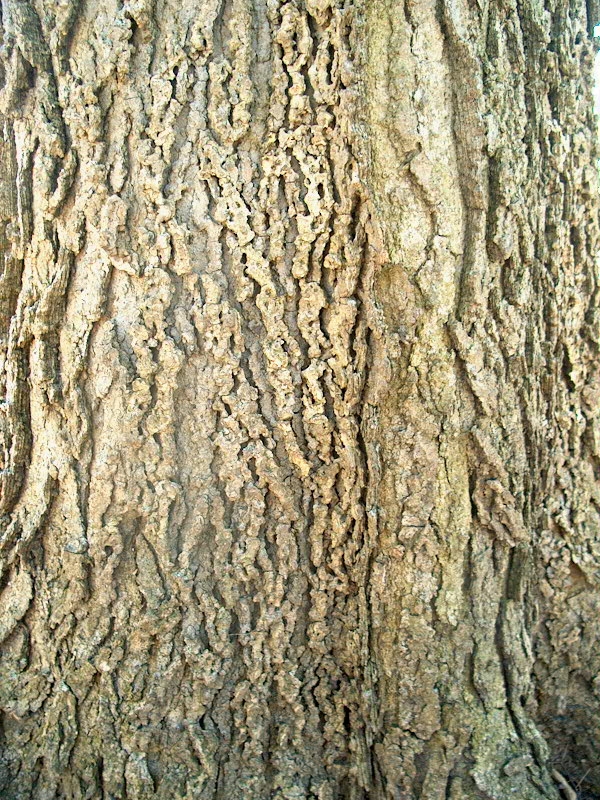 This Bark is Rough: Hackberry
