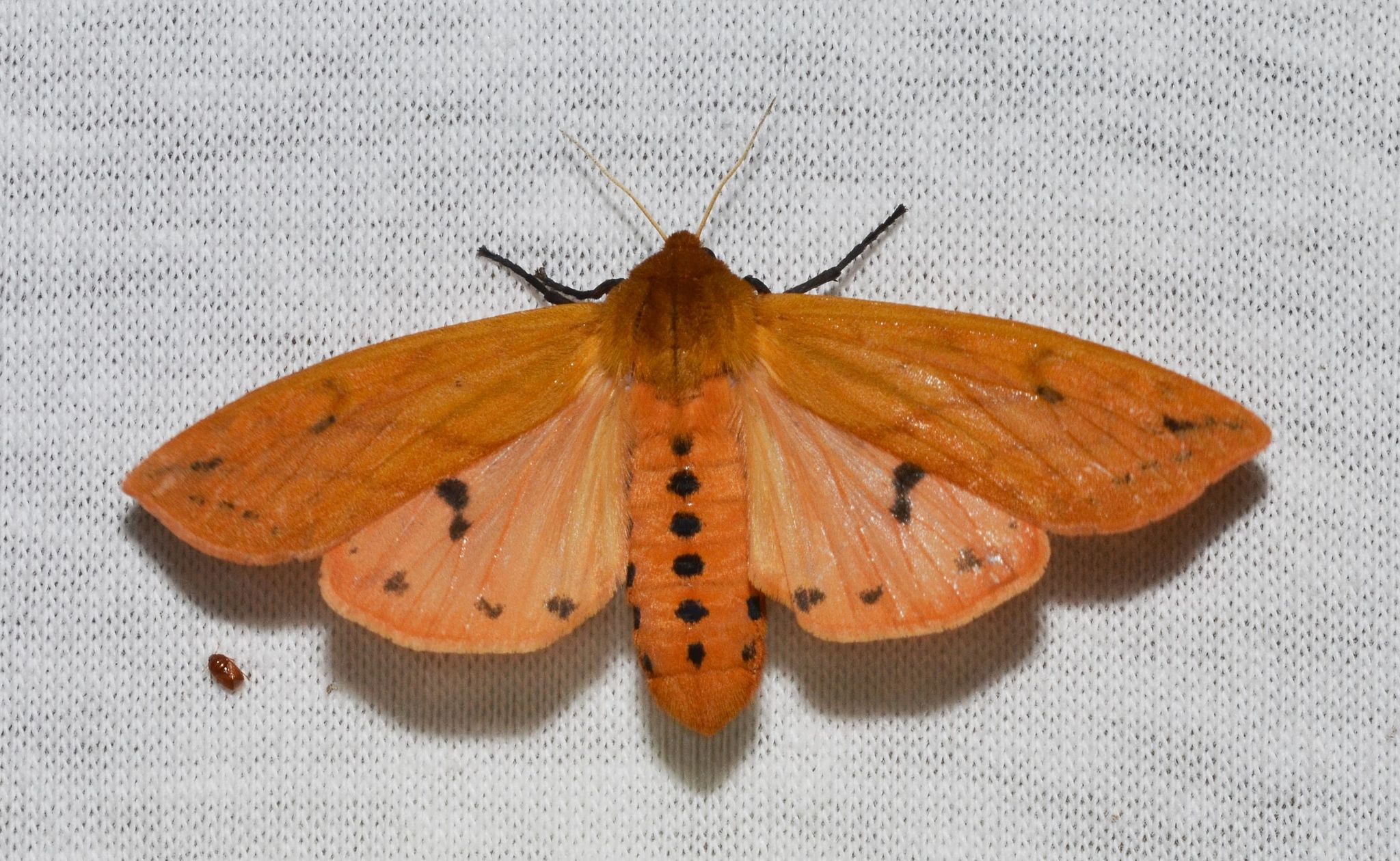 Isabella Tiger Moth Pyrrharctia Isabella