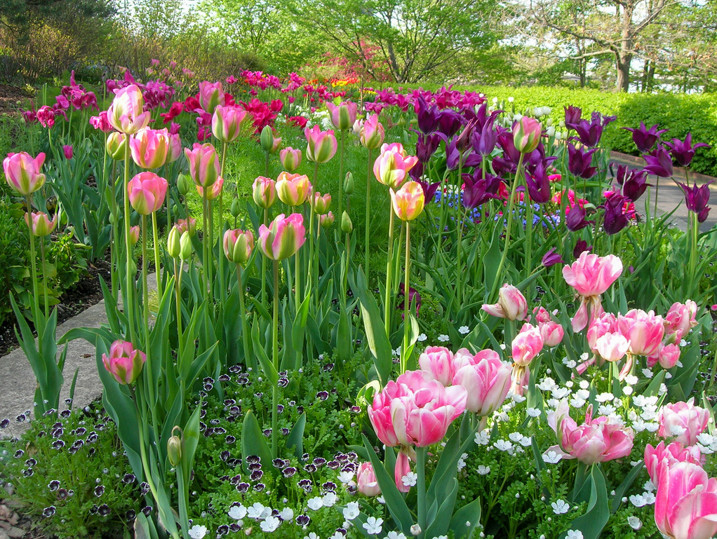 Dreaming of spring color | Chicago Botanic Garden