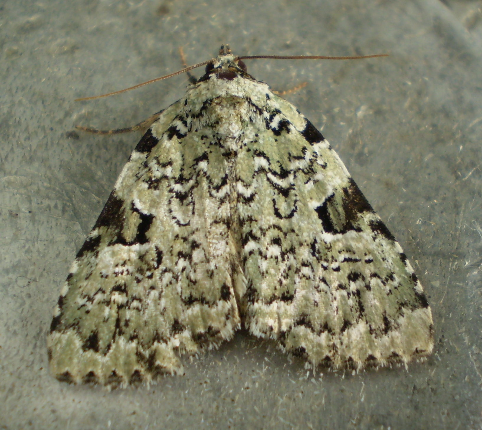 Leuconycta Diphteroides Green Owlet