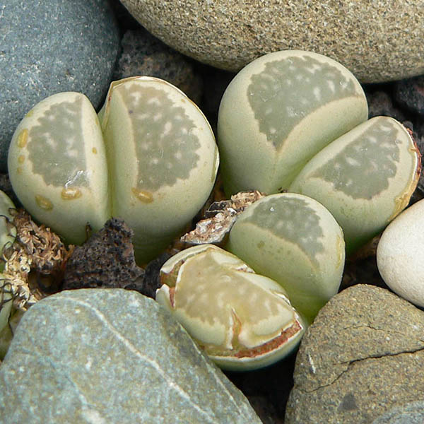 Lithops