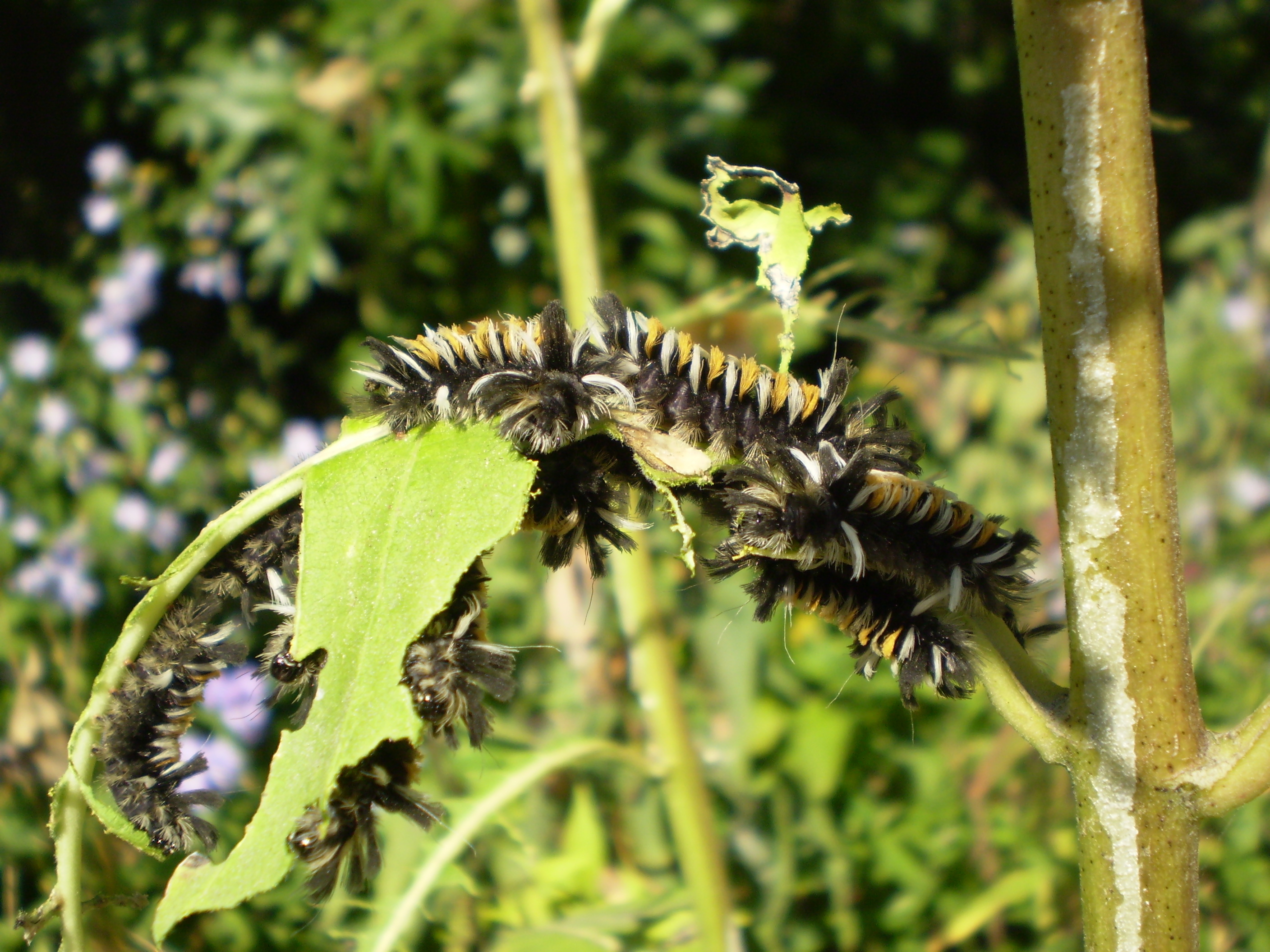 Milkweed Tussock Moth Euchaetes Egle