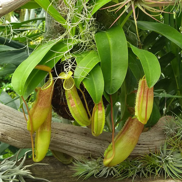 Nepenthes