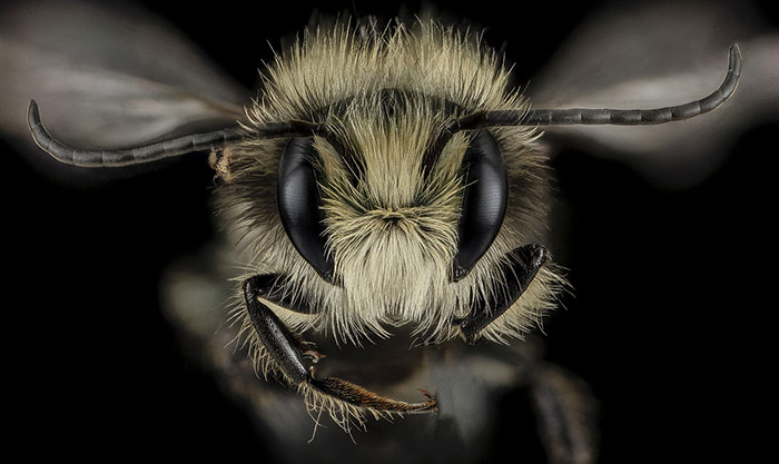 Mason Bee