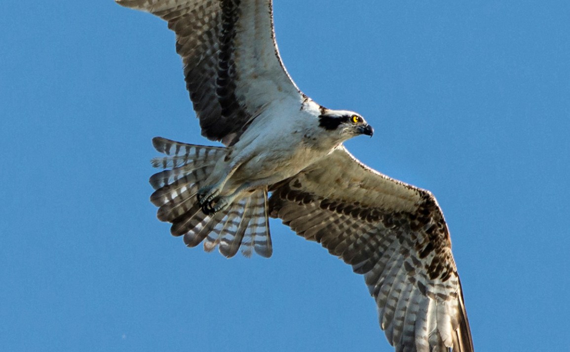 osprey in flight