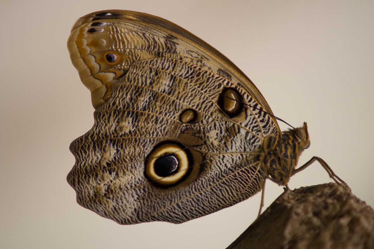 Owl Butterfly Caligo atreus