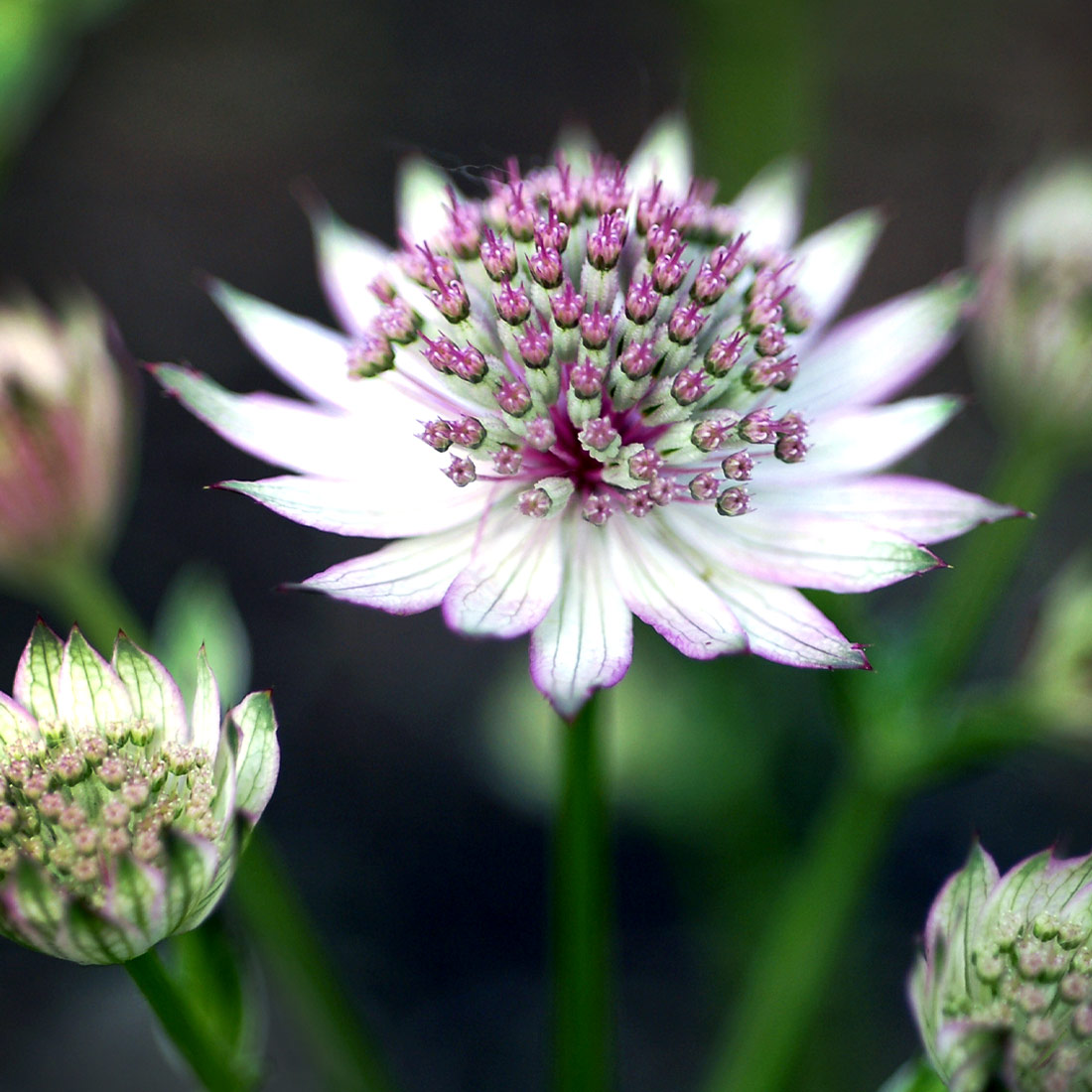 Astrantia