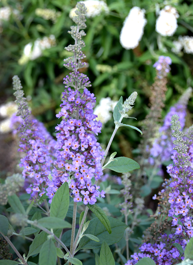 Buddleja