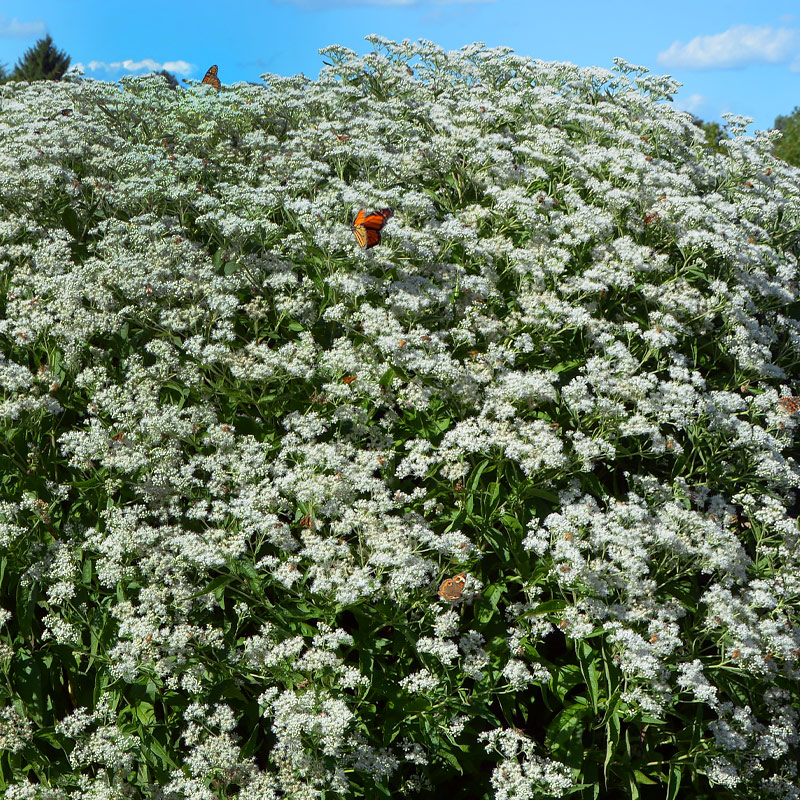 Eupatorium perfoliatum=