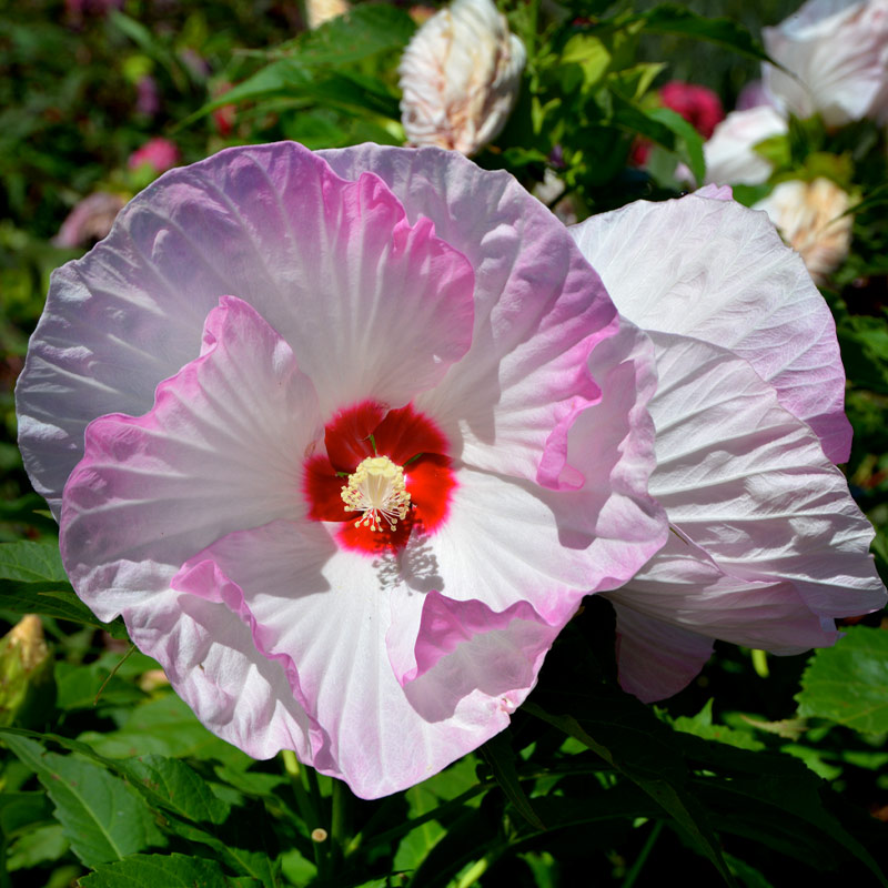 Hibiscus