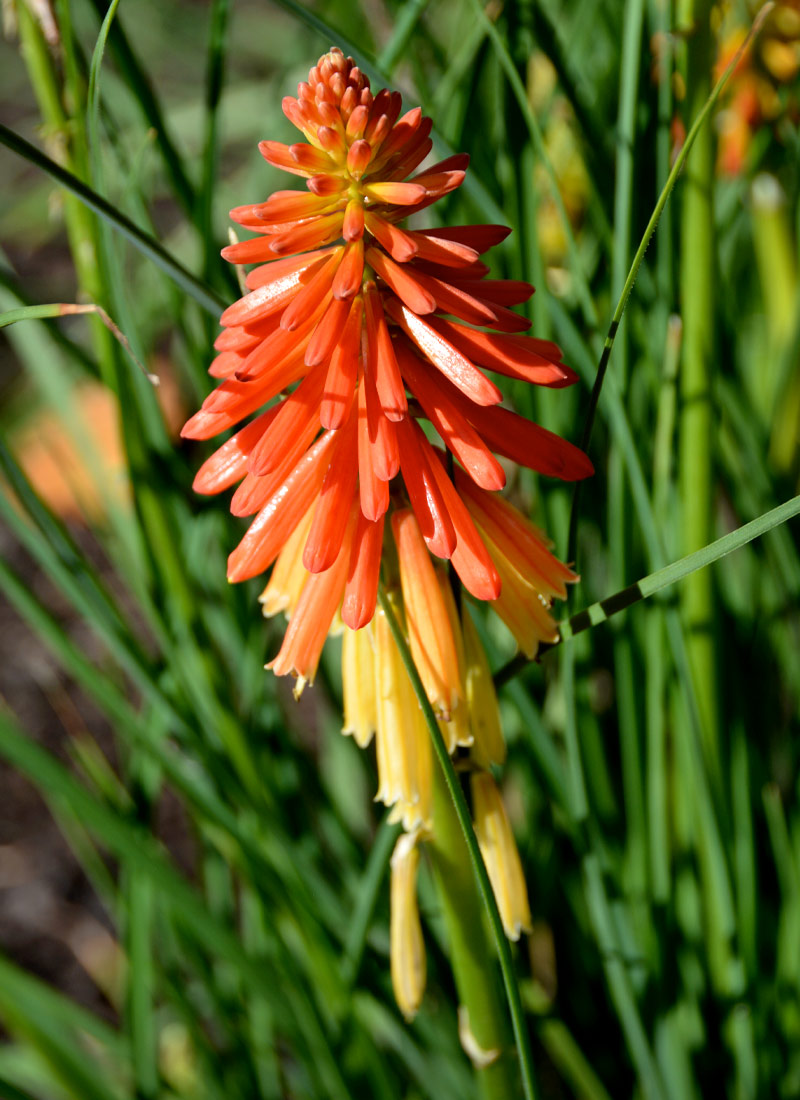 Kniphofia