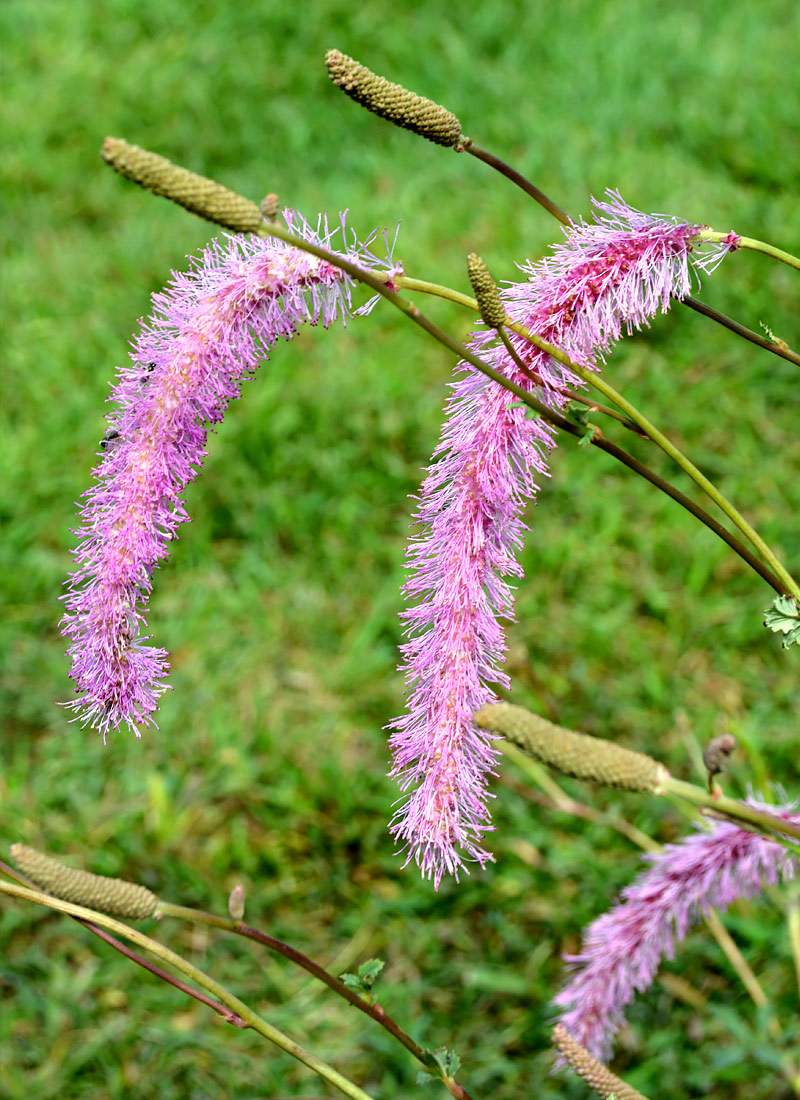 Sanguisorba hakusanensis