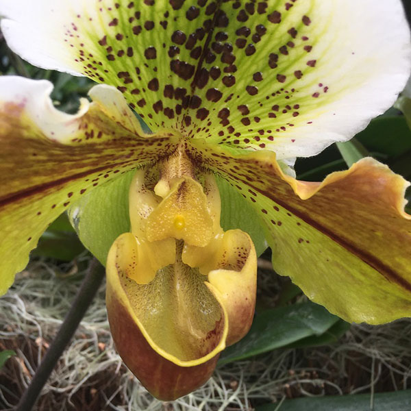 Paphiopedilum