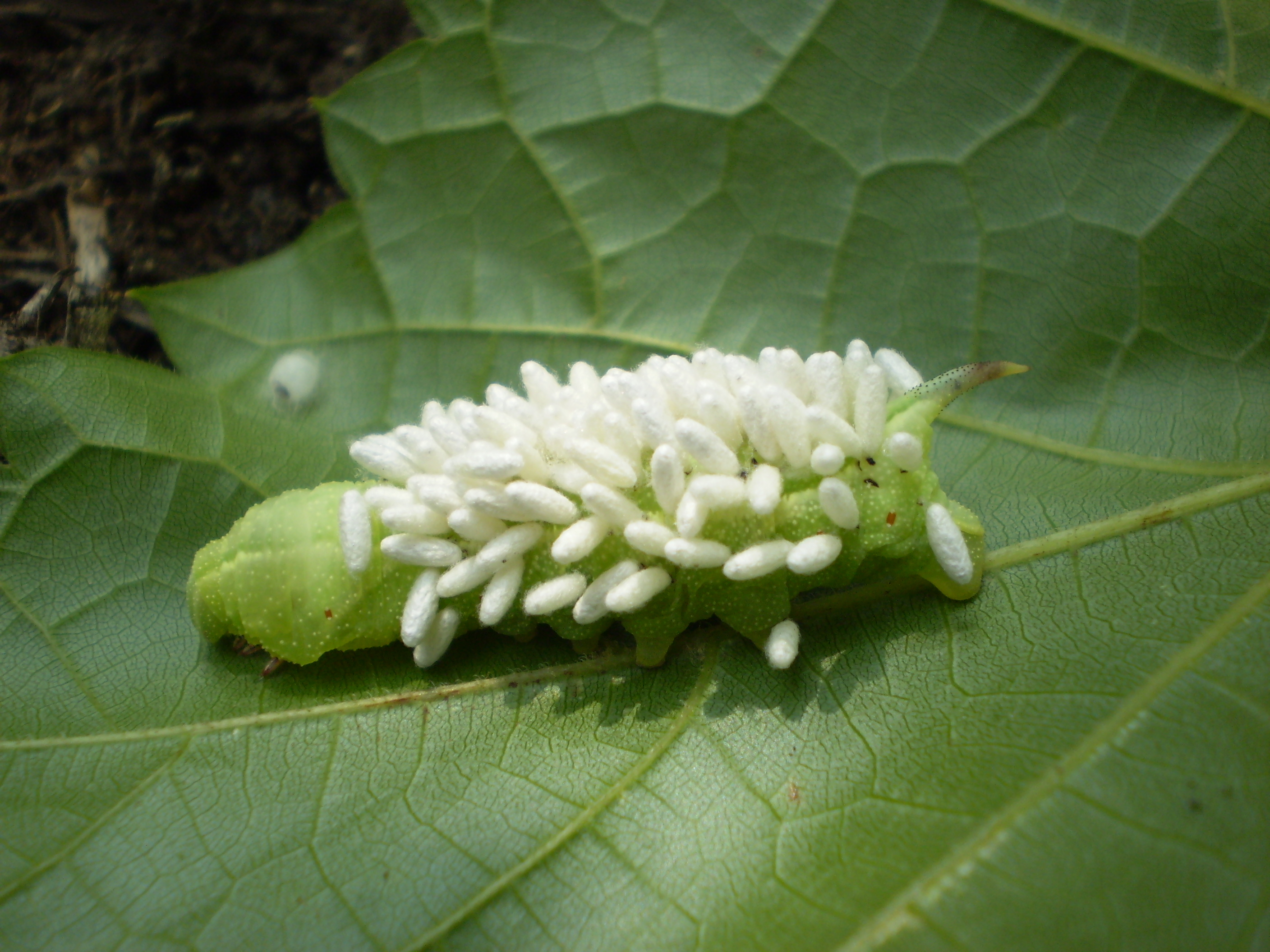Parasitized Sphinx Moth Caterpillar