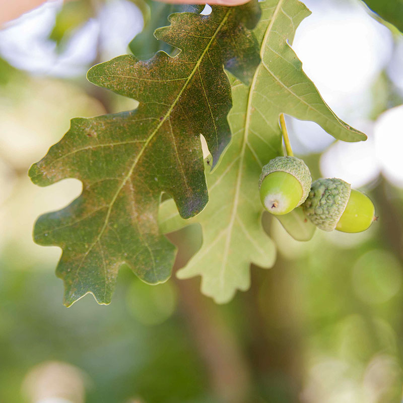 Quercus robur