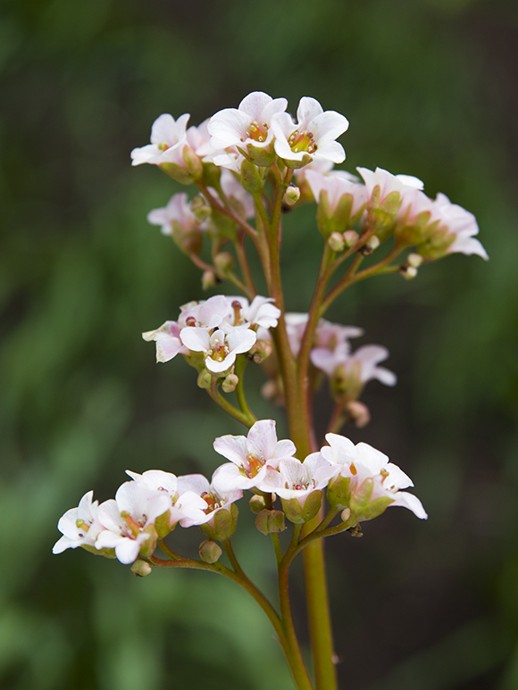 Bergenia cordifolia ‘Bressingham White’