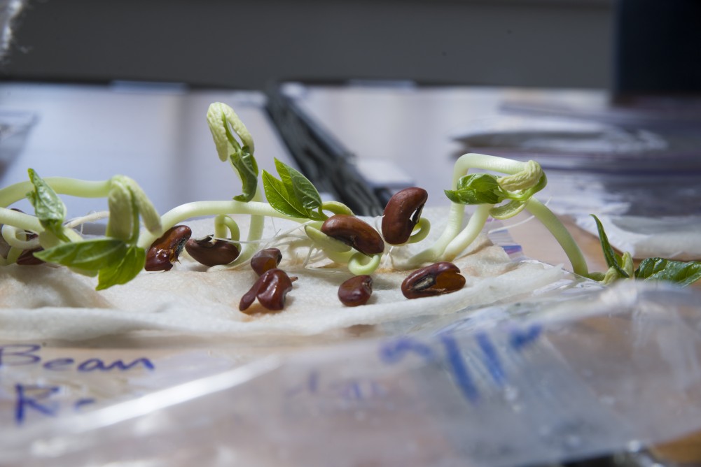 Bean sprouts