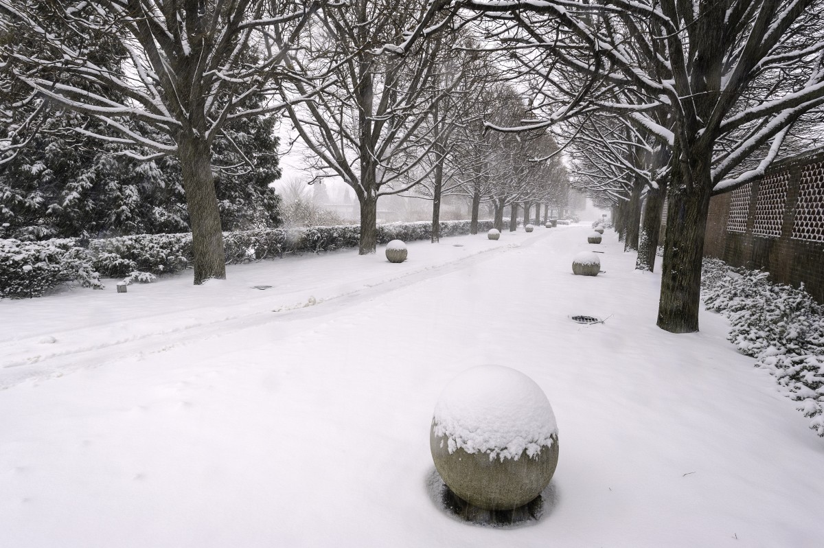 Linden Allée