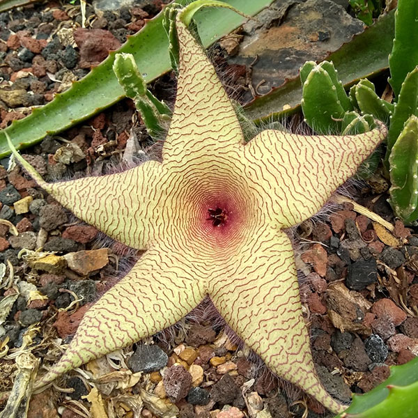 Stapelia gigantea