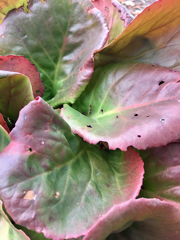 Bergenia cordifolia ‘Winterglut’