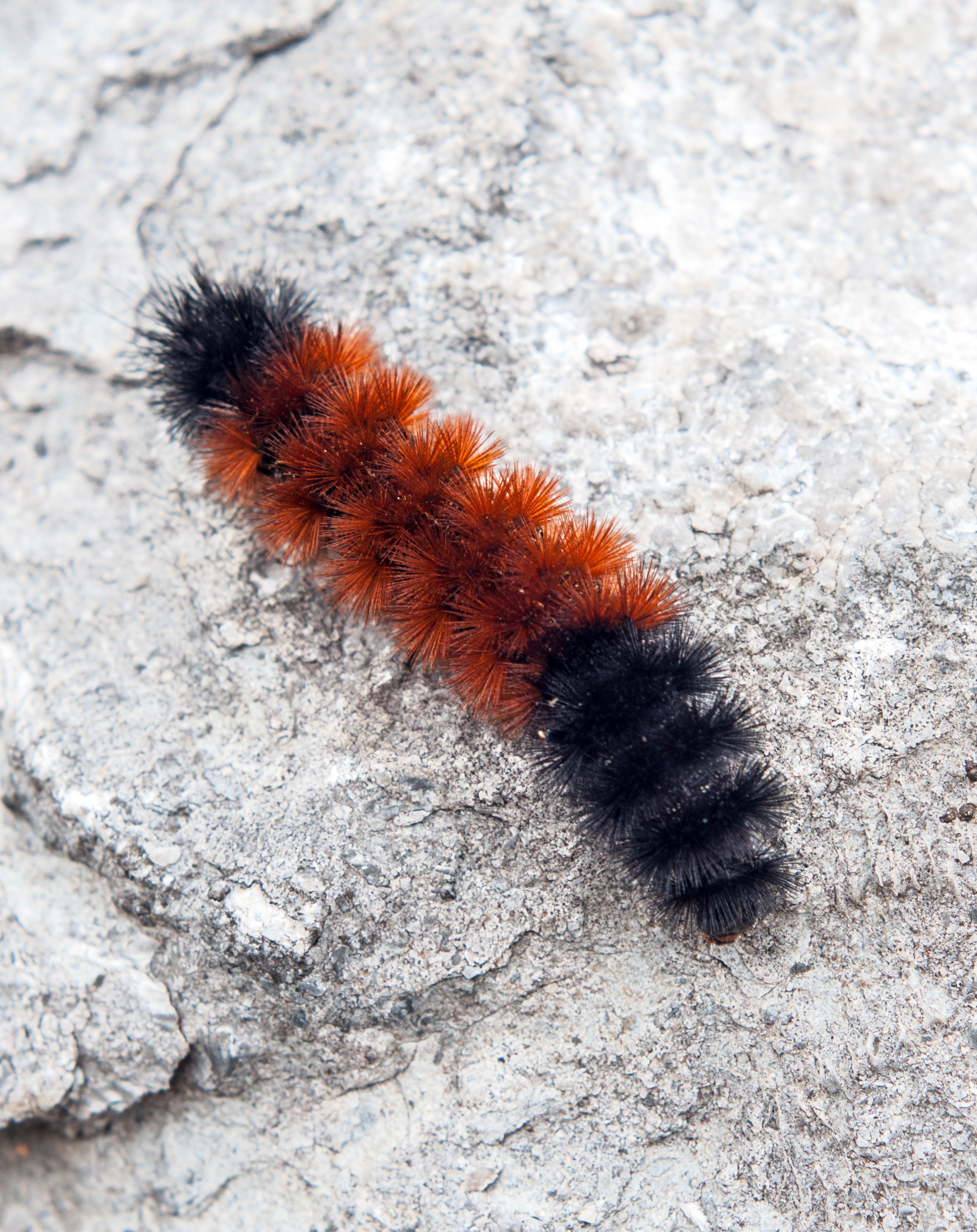 Woolly Bear Caterpillar Pyrrharctia Isabella