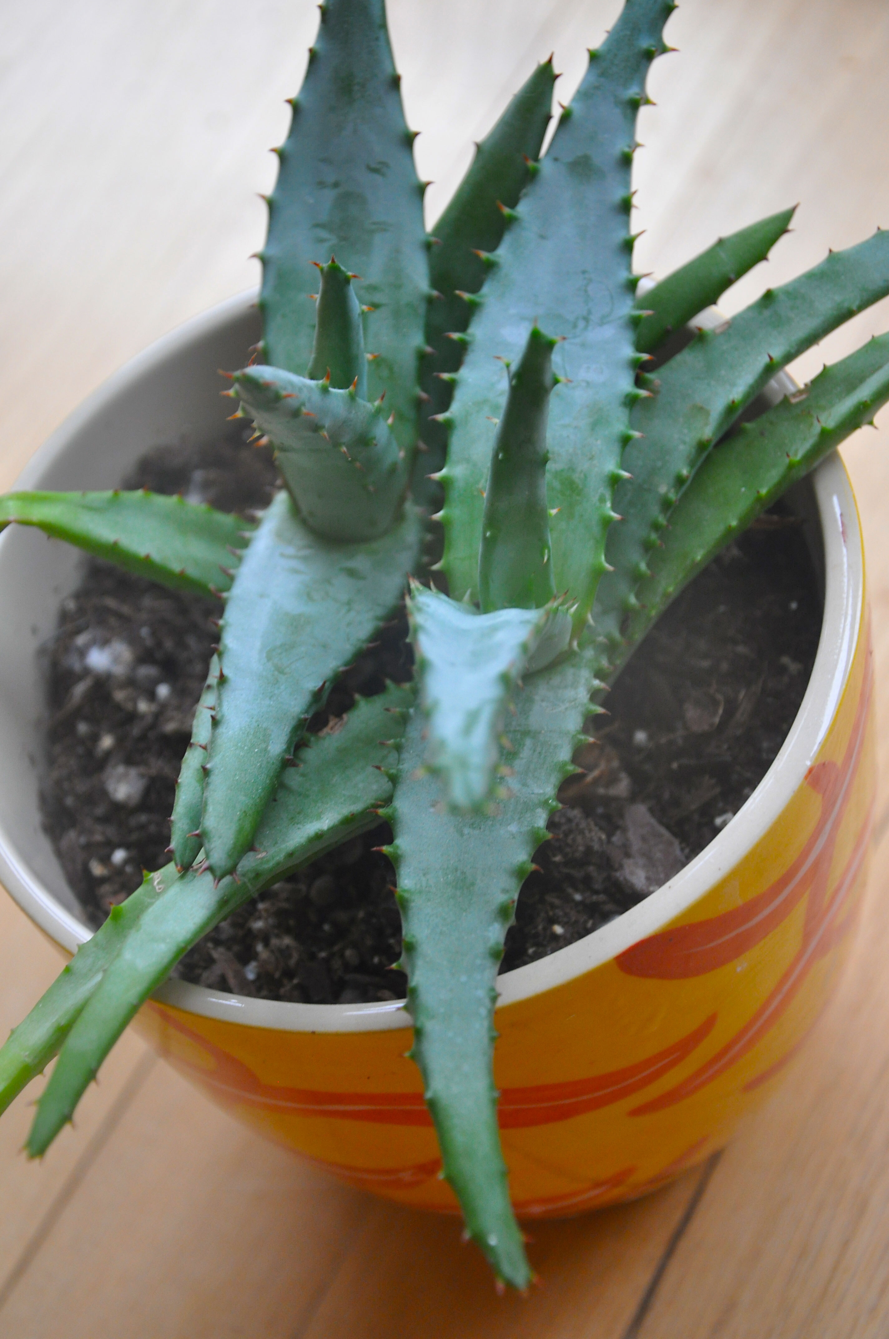 aloe plant