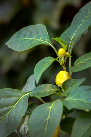 (Capsicum annuum ‘Alma Paprika’)