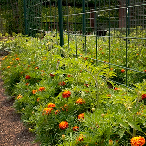 Regenstein Fruit & Vegetable Garden