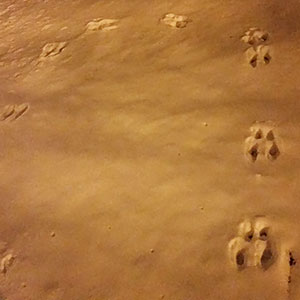 Rabbit tracks